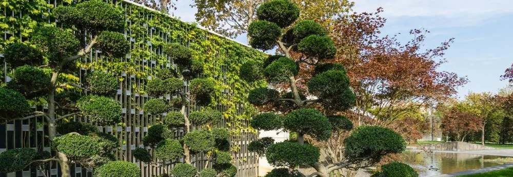 Grüne Gartenwand und Bonsaibäume